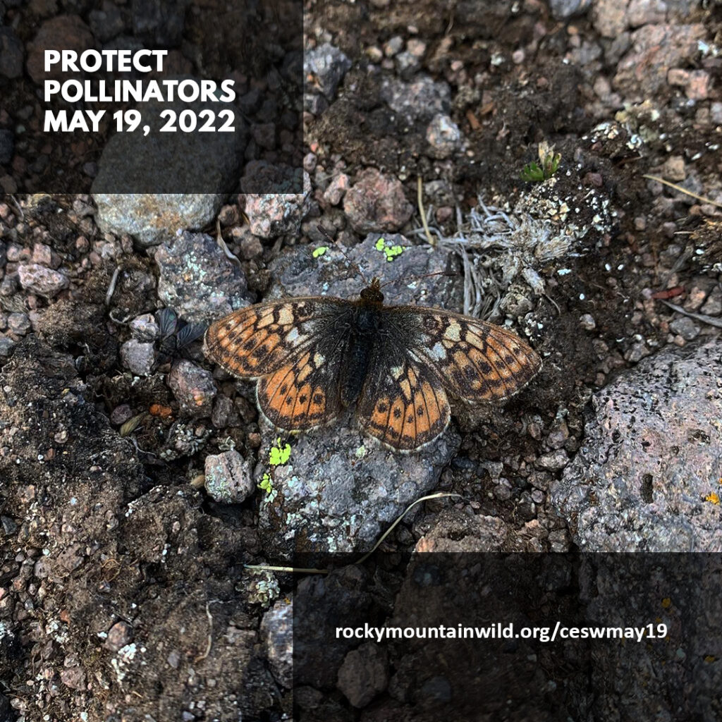 Uncompahgre fritillary butterfly resting on a rock. Text says "Protect Pollinators, May 19, 2022. rockymountainwild.org/ceswmay19"