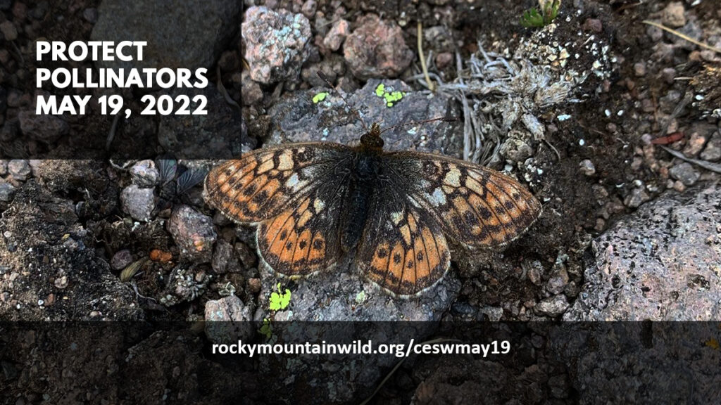Uncompahgre fritillary butterfly resting on a rock. Text says "Protect Pollinators, May 19, 2022. rockymountainwild.org/ceswmay19"