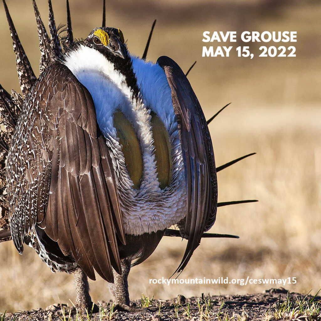 A greater sage-grouse. Text says "Save Grouse, May 15, 2022. rockymountainwild.org/ceswmay15"