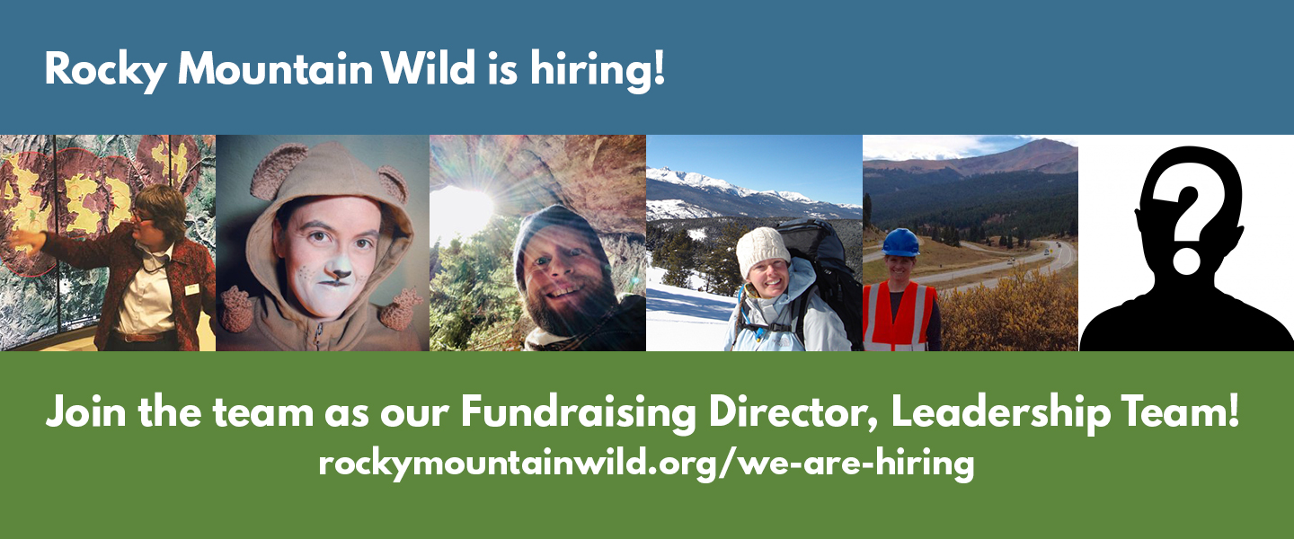 Photographs of our current team (Alison pointing to a map, Chris dressed as an American pika, Matt next to a boulder, Megan hiking in the snow, Paige next to a roadway, and a black silhouette. Text says: "Rocky Mountain Wild is hiring! Join the team as our Fundraising Director, Leadership Team! rockymountainwild.org/we-are-hiring"