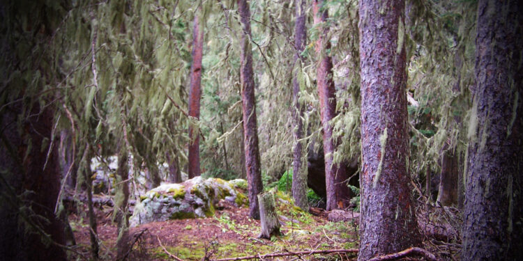 Tell federal agencies that our climate forests are worth more standing