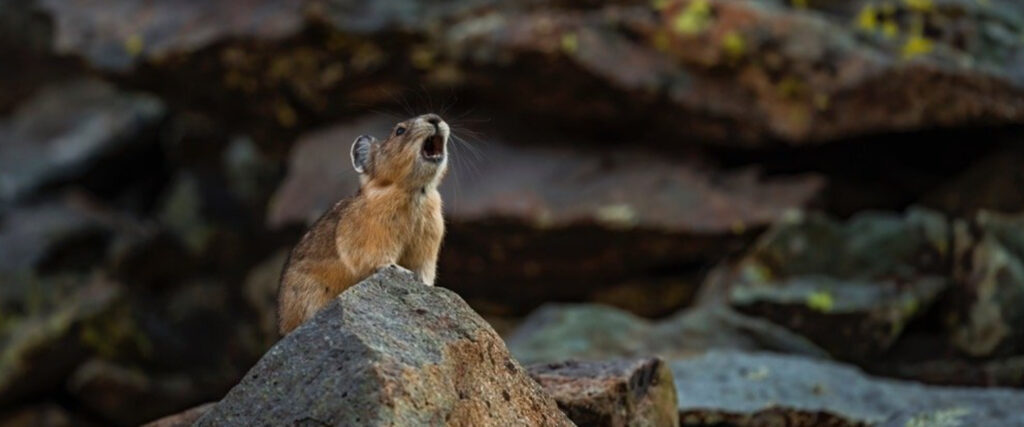 Photograph of a pika on talus doing a pika call
