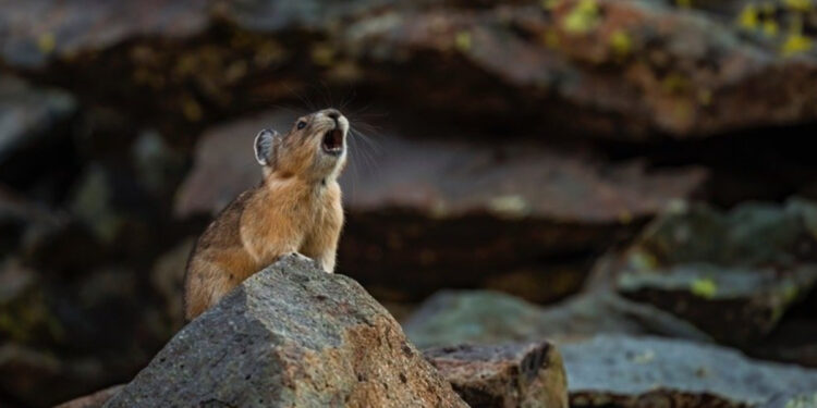 Give today for a chance to win a pika photo book!