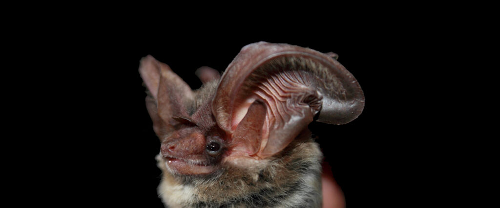 Against a black background, the head of an Allen's big-eared bat comes into the frame from below.