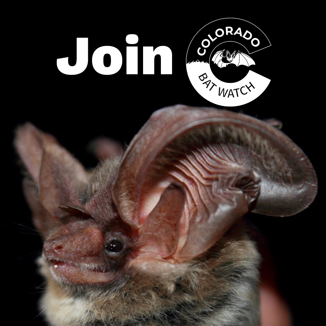 Against a black background, the head of an Allen's big-eared bat comes into the frame from below. Text says "Join" and next to the text is the Colorado Bat Watch logo.