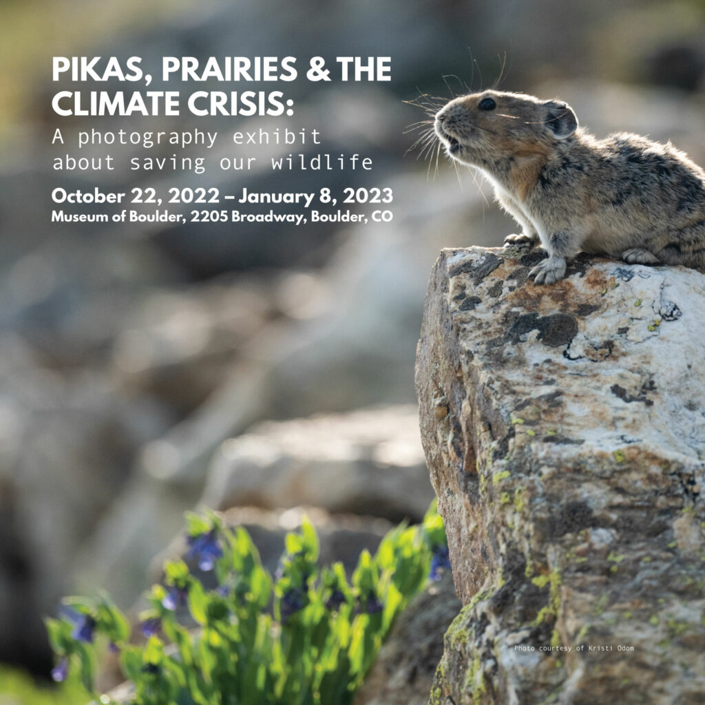 Photograph of a pika calling. Text says "Pikas, Prairies, and the Climate Crisis: a photography exhibit about saving our wildlife. October 22, 2022-January 8, 2023. Museum of Boulder, 2205 Broadway, Boulder, CO"