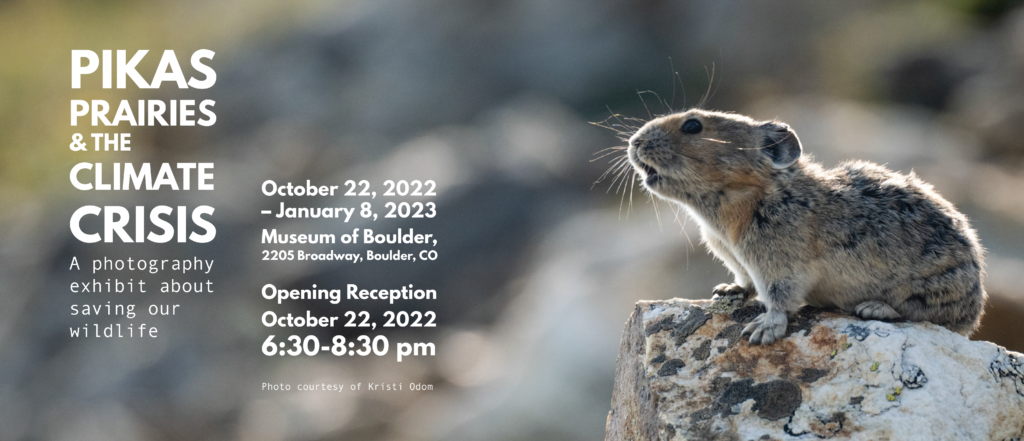 An American pika doing a call. Text says "Pikas, Prairies, and the Climate Crisis: A photography exhibit about saving our wildlife. October 22, 2022-January 8, 2023. Museum of Boulder, 2205 Broadway, Boulder, CO. Opening reception October 22, 2022 6:30-8:30 pm. Photo courtesy of Kristi Odom"