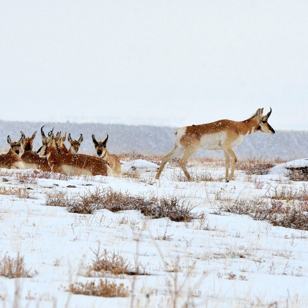 Seven pronghorn sit in the snow. One pronghorn walks away. There are mountains in the background.
