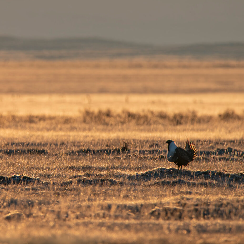 A male greater sage-grouse standing in a field