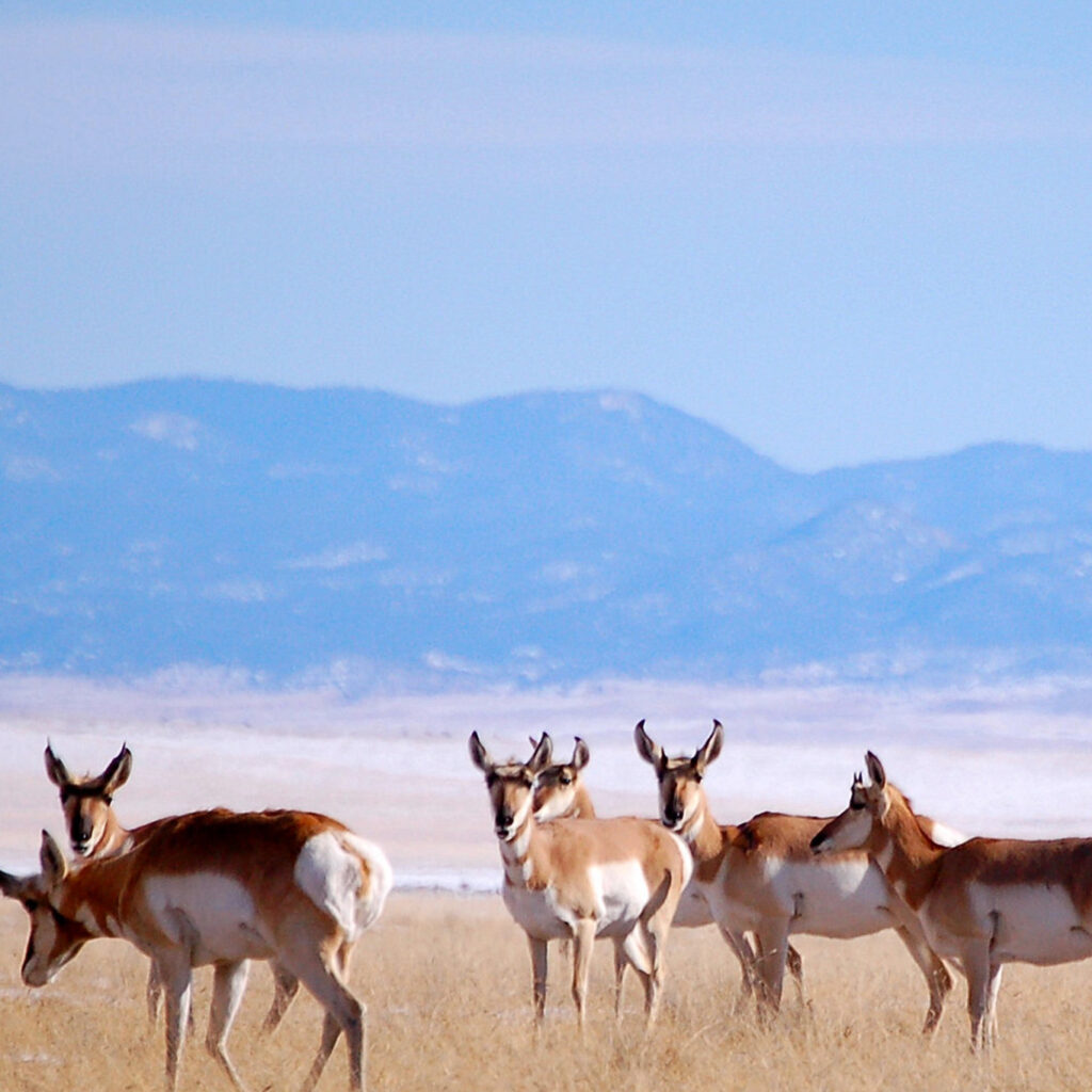 Six pronghorn stand in a field. Mountains are in the background.