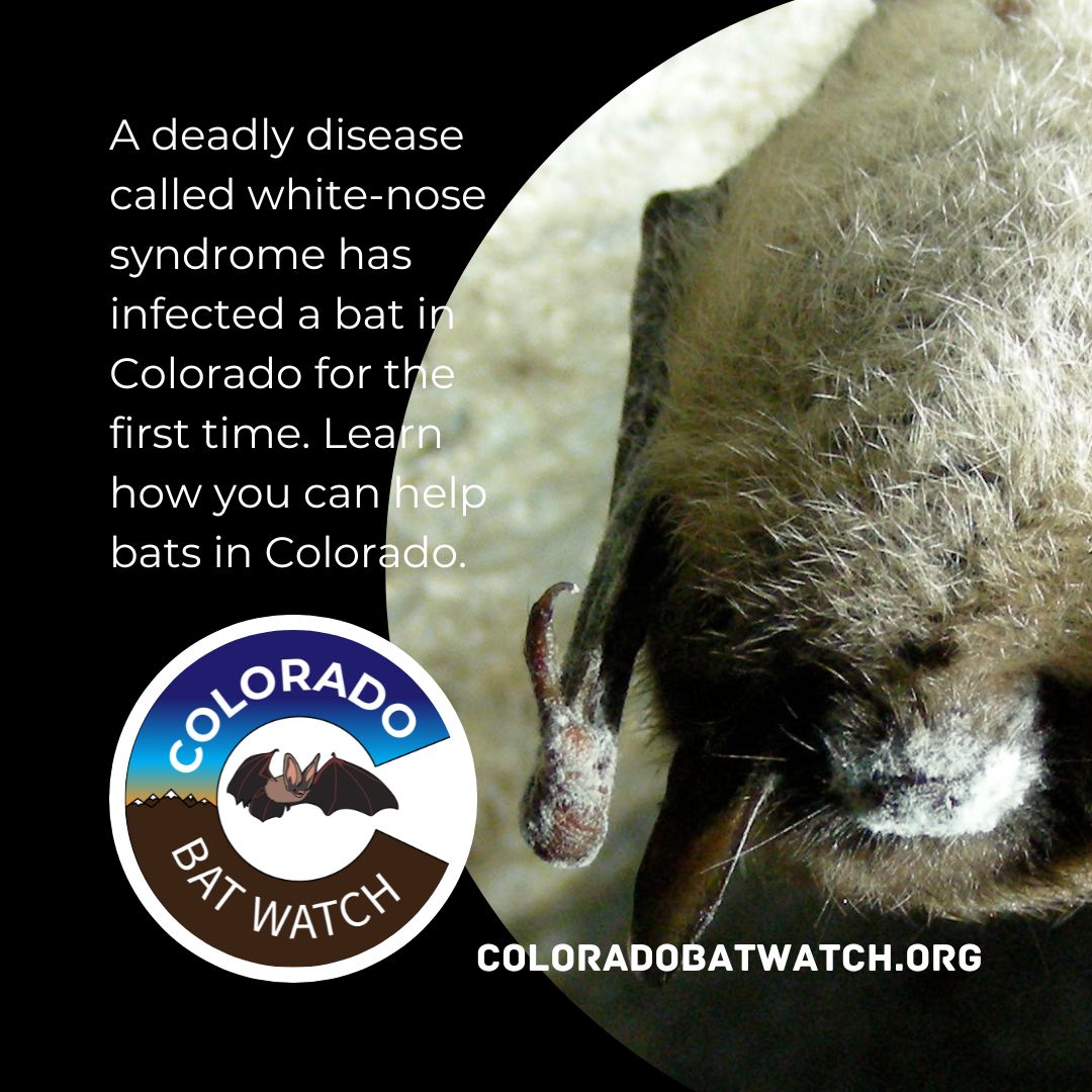 White-nose syndrome has made its way to Colorado bats