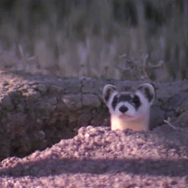 Black-footed ferret popping in and out of a burrow
