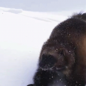 A wolverine jumping in the snow