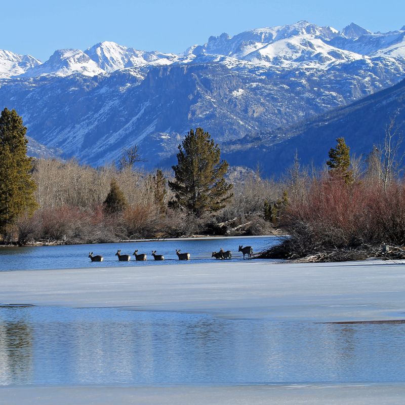 Mule deer crossing river with snowcapped peaks in the background