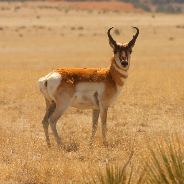 American Pronghorn