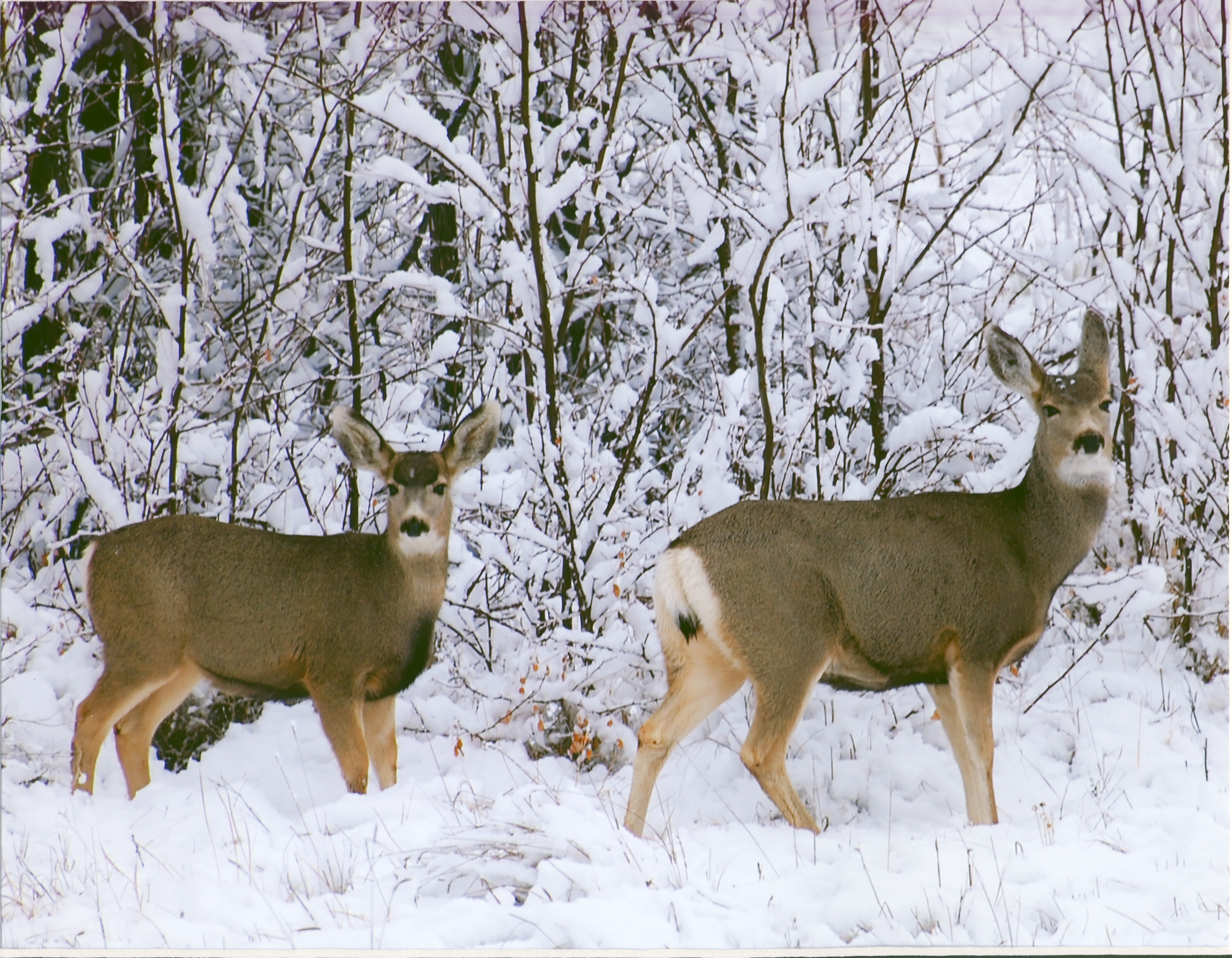 Mule deer in snow