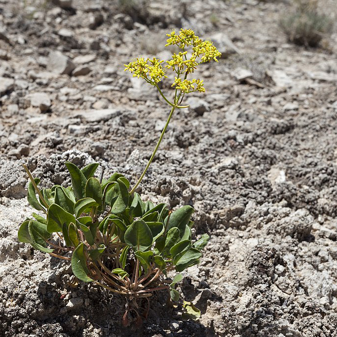 Gypsum wild-buckwheat