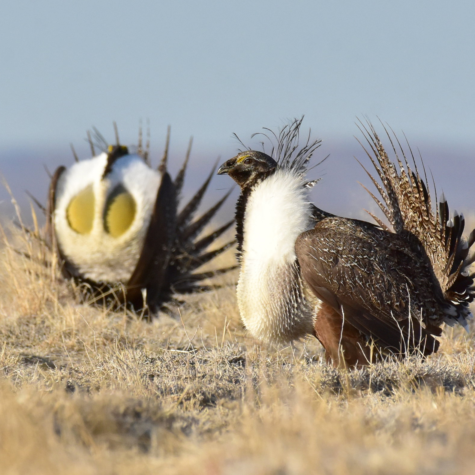 Two greater sage grouse