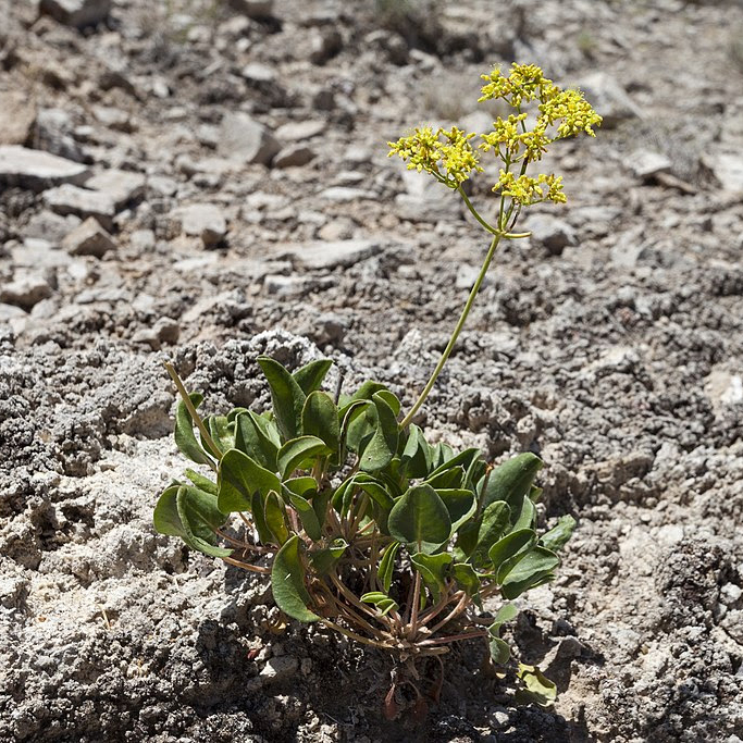 Gypsum wild buckwheat