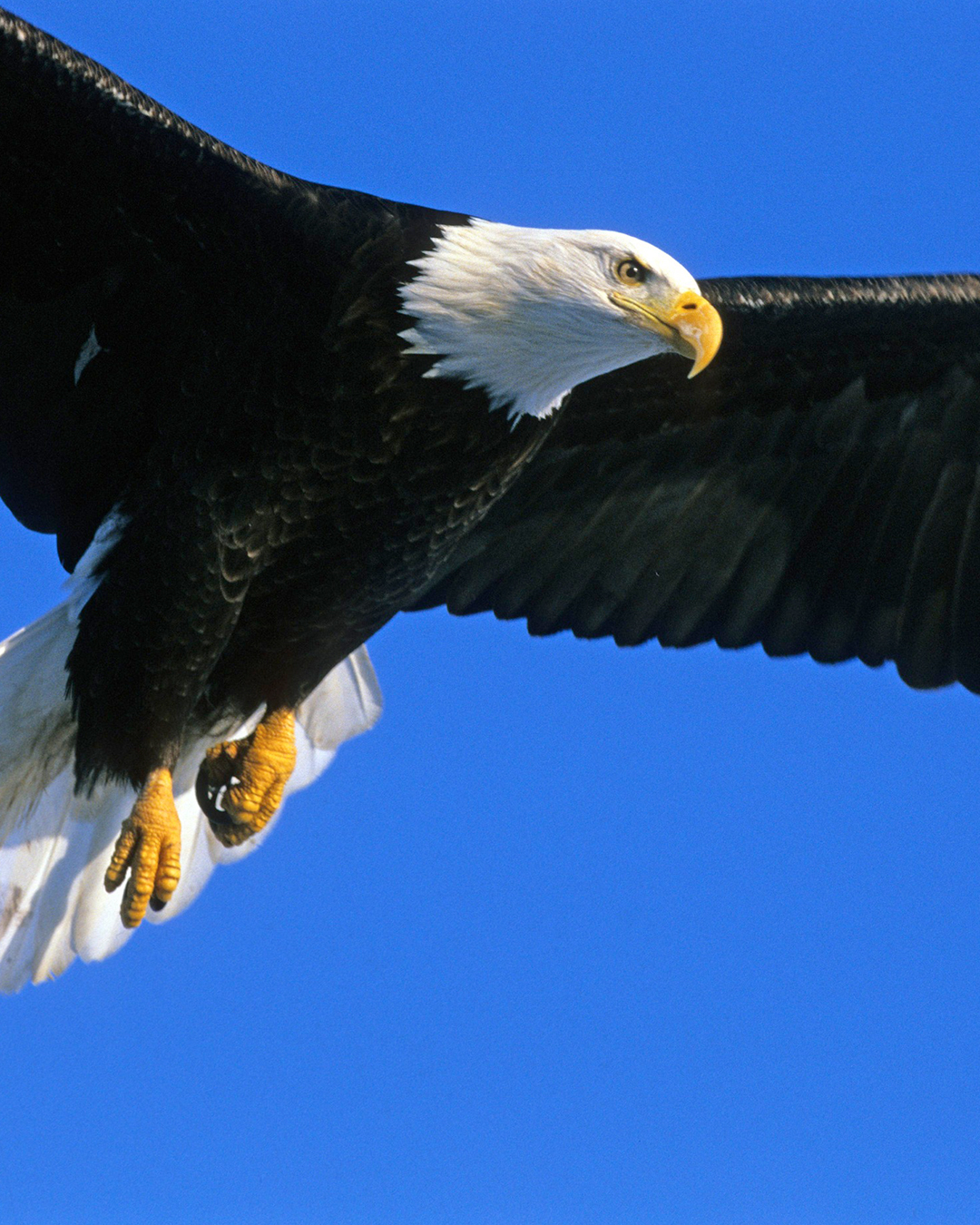 A bald eagle soaring