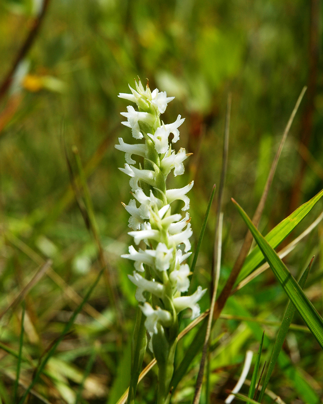 Threatened Ute ladies'-tresses