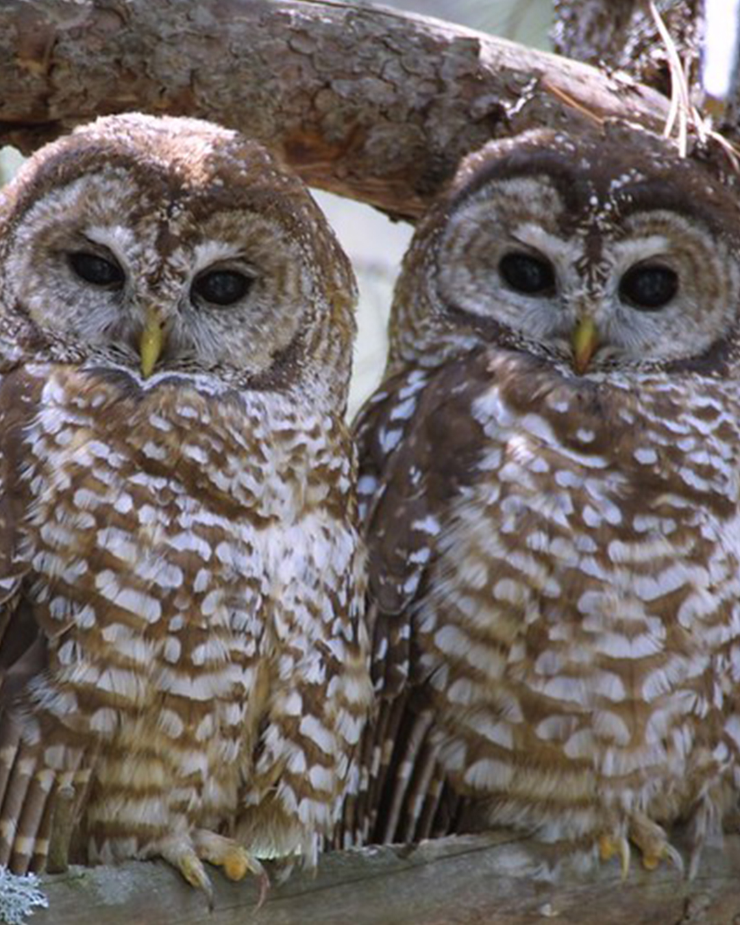 Two Mexican spotted owls in a tree.