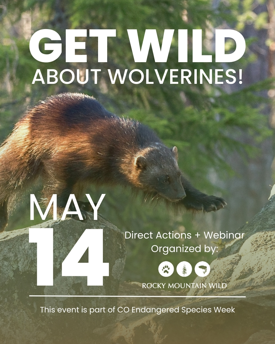 Banner has a photo of a wolverine stepping from one stone to another. Text says Get wild about wolverines! May 14, direct actions + webinar, organized by Rocky Mountain Wild. This event is part of CO Endangered Species Week"