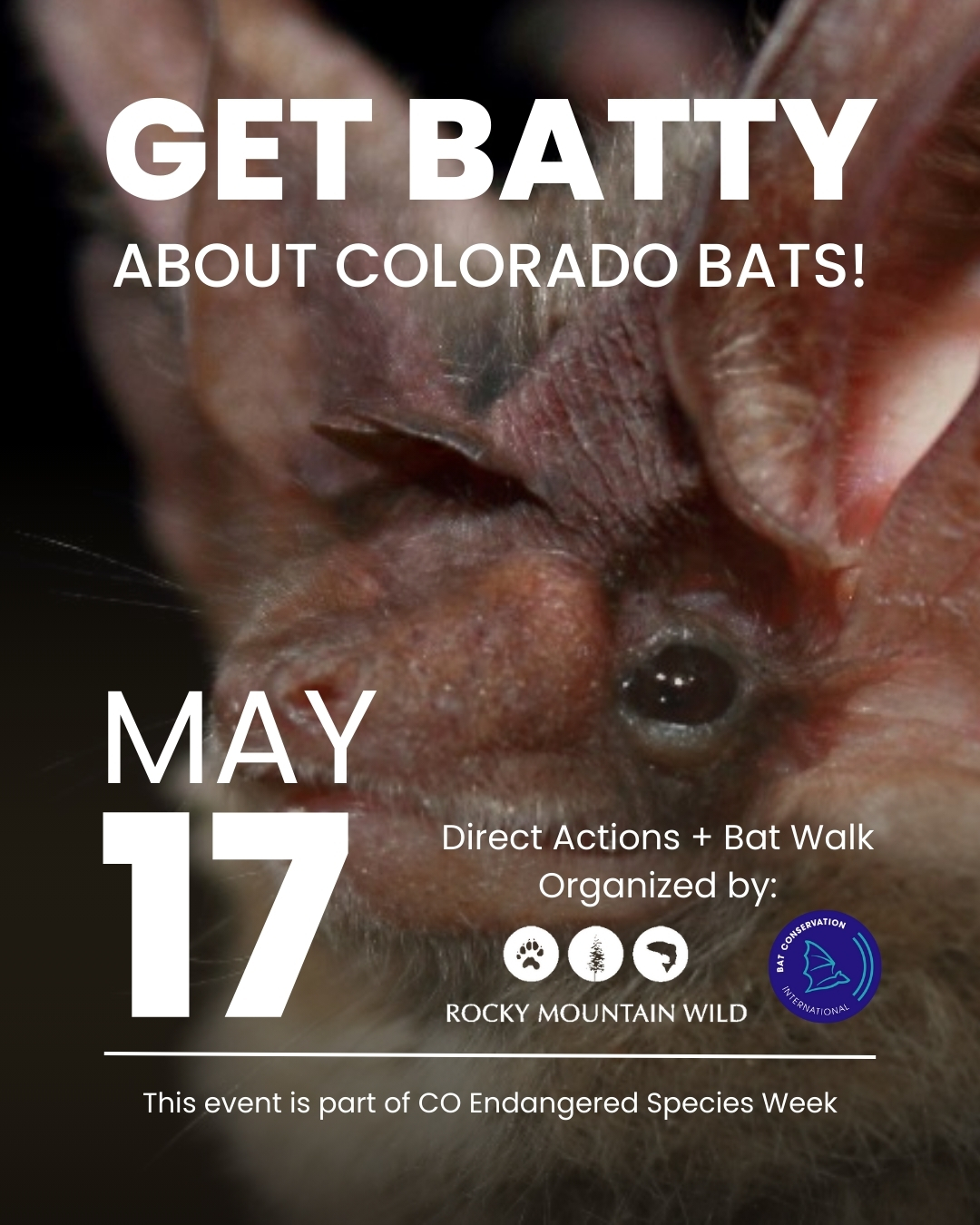 Image has a profile of a bat. Text says "Get batty about Colorado bats, May 17. Direct actions + Bat Walk organized by Rocky Mountain Wild and Bat Conservation International. This event is part of Colorado Endangered Species Week"