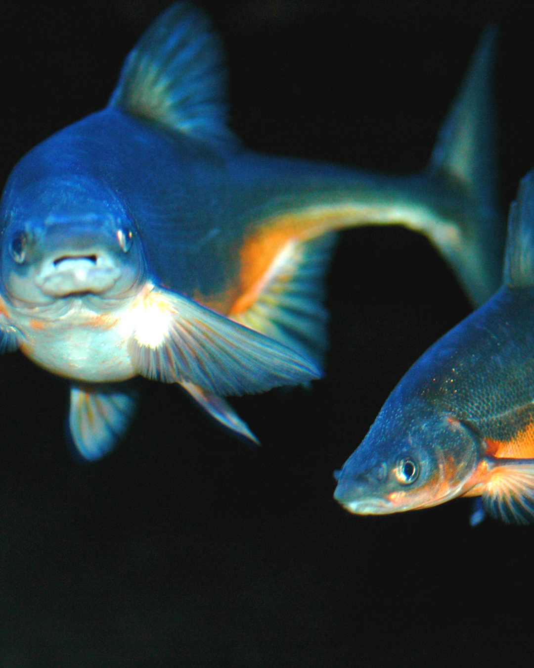 Two bonytail chubs