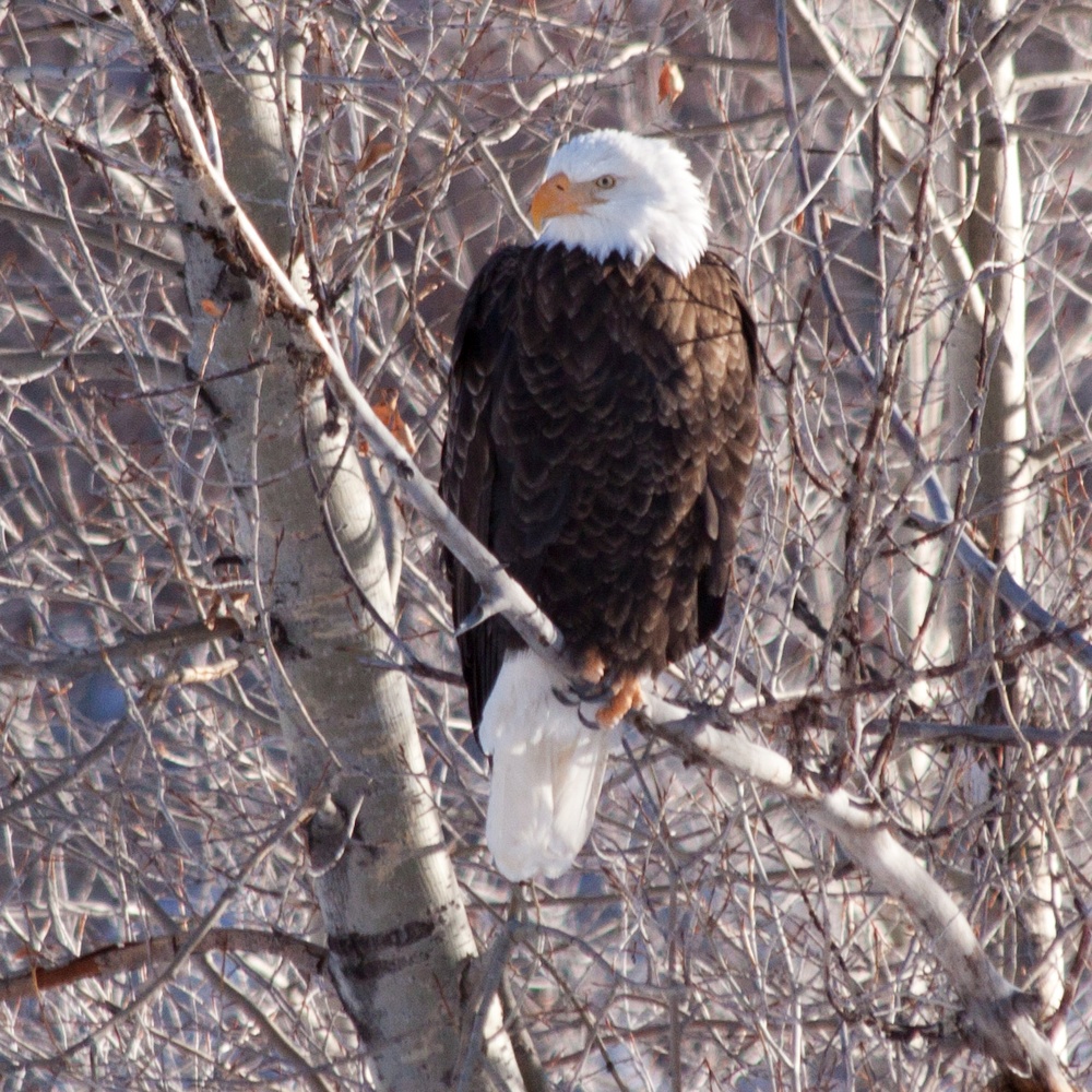 Bald eagle in a tree.