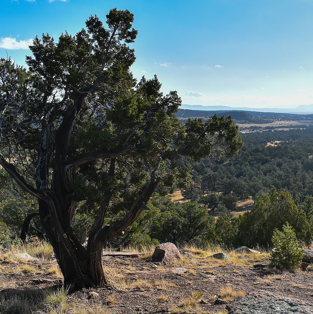Pinyon pine on hillside overlooking a broad landscape