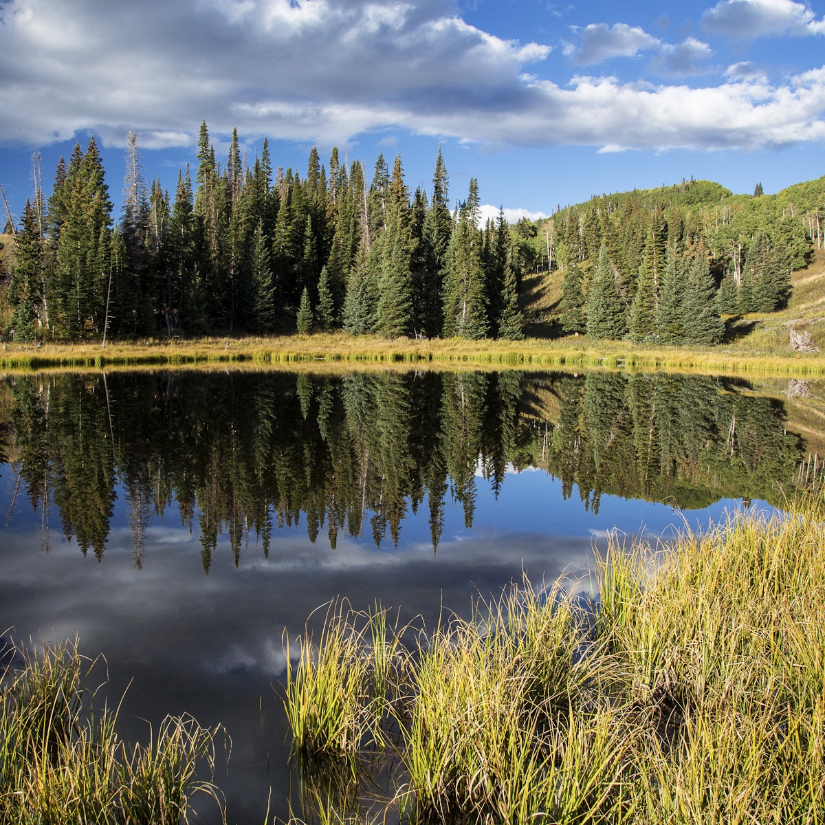 Evergreen trees and sky reflected in a high mountain lake.